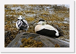 haahakat eiders 9790 * 1350 x 900 * (991KB)